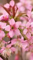 ヒマラヤ桜