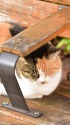ベンチ猫