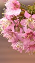 ヒマラヤ桜