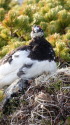 白馬岳の雄雷鳥5