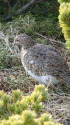 白馬岳の雌雷鳥2