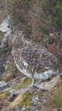白馬岳の雌雷鳥3