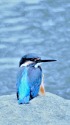 カワセミ