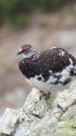 小蓮華山の雄雷鳥7
