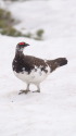 小蓮華山の雄雷鳥13