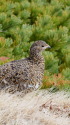 小蓮華山の雌雷鳥8