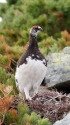 小蓮華山の雄雷鳥16