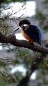 雲形池のカワセミ