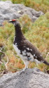 白馬乗鞍岳の雄雷鳥2