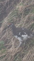 弓折岳の雄雷鳥