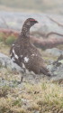 双六岳の雄雷鳥2