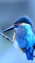 カワセミ♂