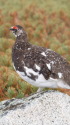 双六岳の雄雷鳥4