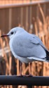 不忍池のカモメ
