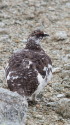 双六岳の雄雷鳥7