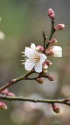 梅咲きました。