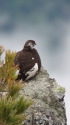 甲斐駒ヶ岳の雄雷鳥6