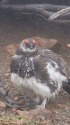 継子岳の雄雷鳥2