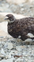 仙丈ヶ岳の雄雷鳥6