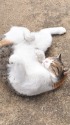 尾道の猫