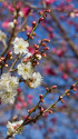 冬の散歩道の花