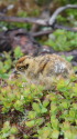 蝶ヶ岳のチビ雷鳥2