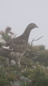 小蓮華山の雌雷鳥2