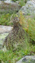 常念岳のママ雷鳥