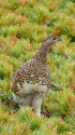 常念岳のママ雷鳥2