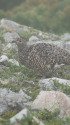 小蓮華山の雌雷鳥4