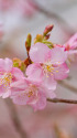 咲き始めた河津桜