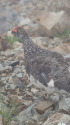 小蓮華山の雄雷鳥