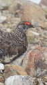 小蓮華山の雄雷鳥2