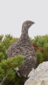 小蓮華山の雄雷鳥3