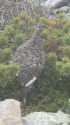 小蓮華山の雄雷鳥4