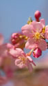 早咲きの桜