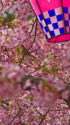 桜祭り