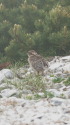 小蓮華山のチビ雷鳥