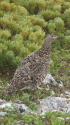 小蓮華山の雌雷鳥8