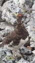 小蓮華山の雄雷鳥9