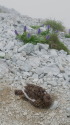 小蓮華山の雌雷鳥
