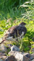 小蓮華山の雄雷鳥10