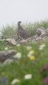 白馬岳の雄雷鳥