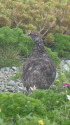白馬岳の雄雷鳥2
