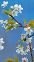 大島桜