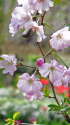 散歩道の花 2003-13-1