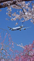 今年の桜は？
