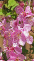 サクランボの花？