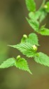 やまぶきの蕾