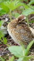 燕山荘のチビ雷鳥4